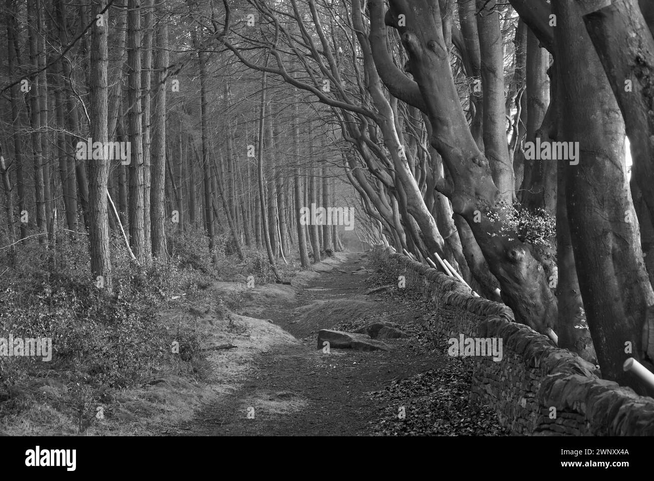 Long woodland path lined with Beech trees in Upper Moor, Derbyshire, UK