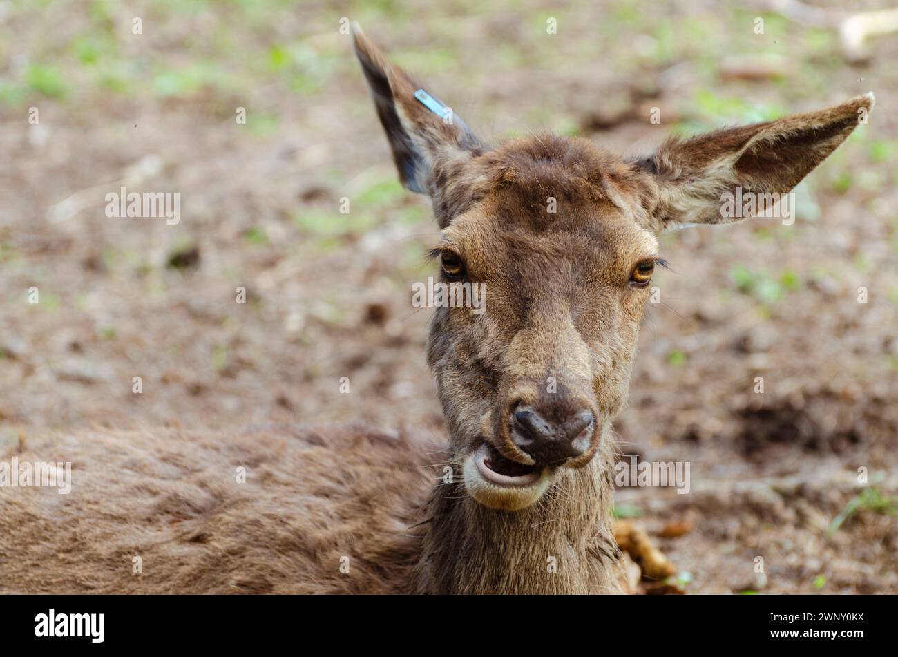 close up deer portrait with funny face Stock Photo