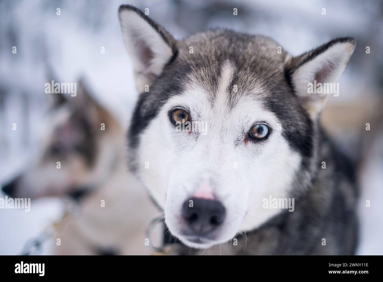 Bowie Dog Stock Photo