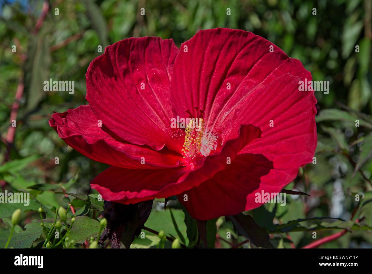 Red hibiscus flowering close hi-res stock photography and images - Alamy