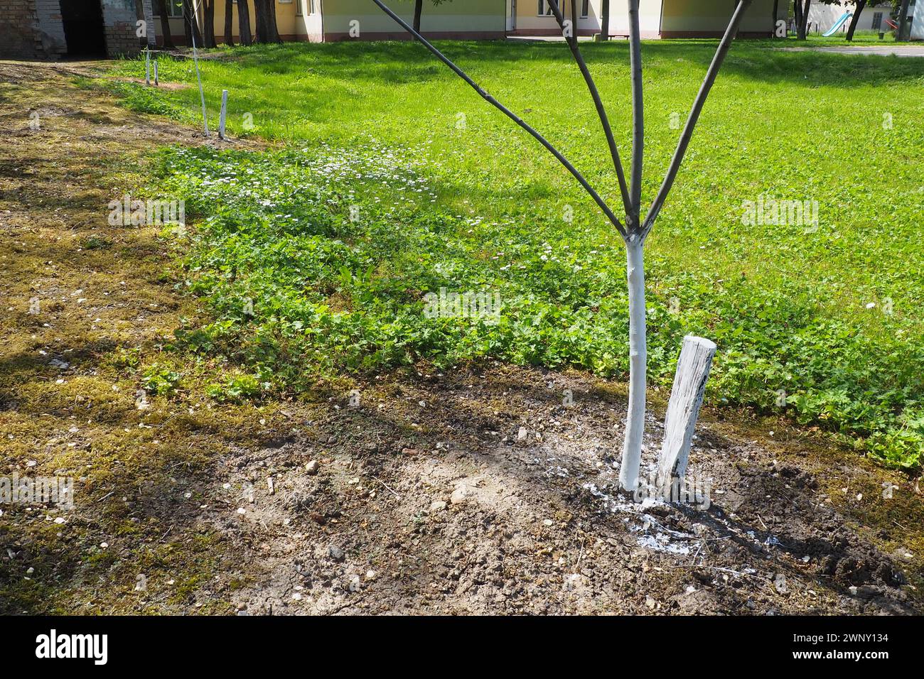 Spring work in the garden. Whitewashing of trees in spring. The young tree is whitewashed to protect against rodents. Young fruit tree seedlings and a Stock Photo