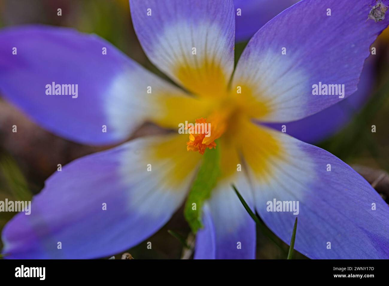 macro of a beautiful crocus flowers in a garden in early springtime Stock Photo