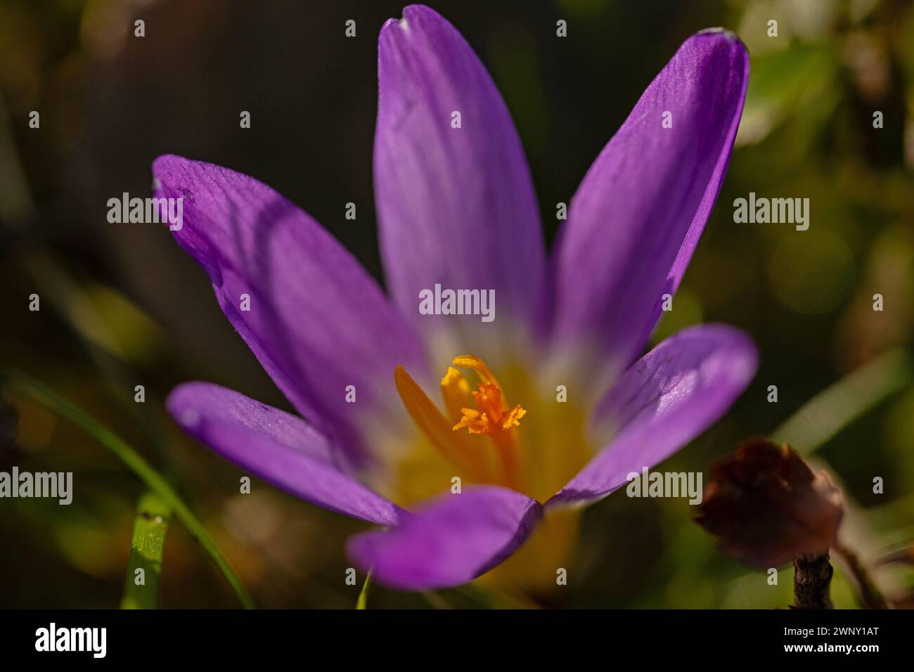 macro of a beautiful crocus flower in a garden in early springtime Stock Photo