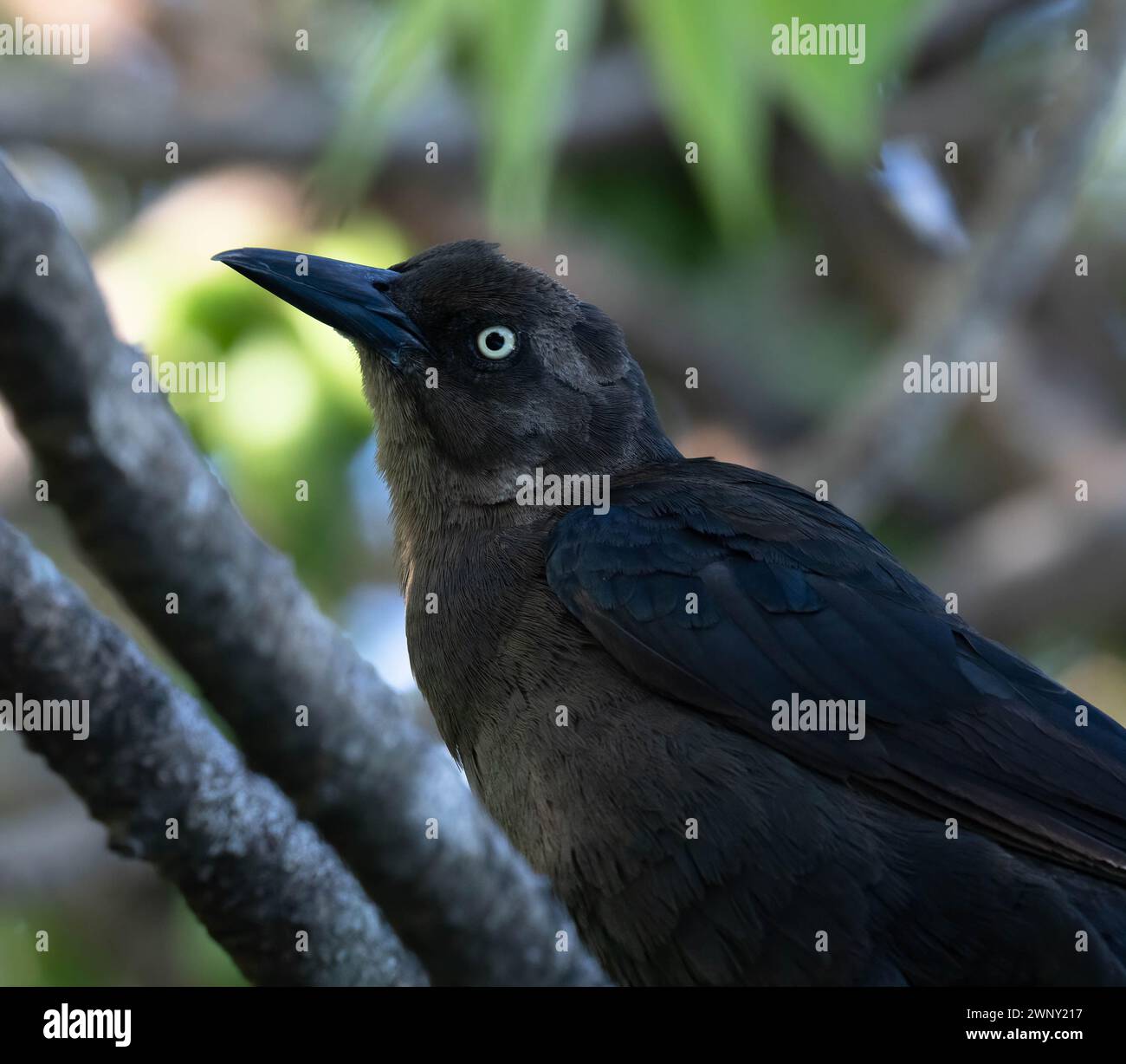Closeup of face of a molting Great-tailed Grackle in Liberia Costa Rica Stock Photo