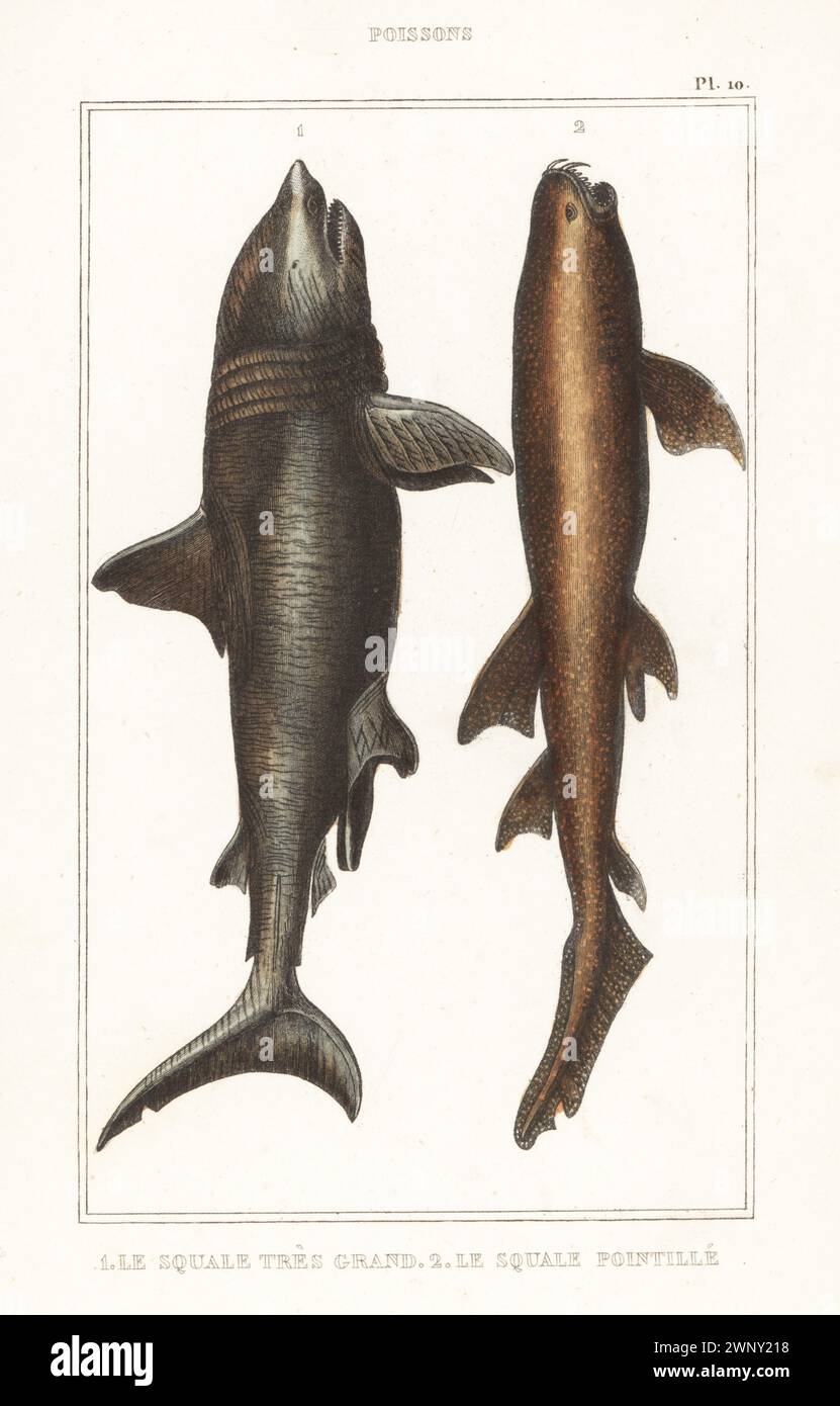 Squale hi-res stock photography and images - Alamy, image size:831x1390