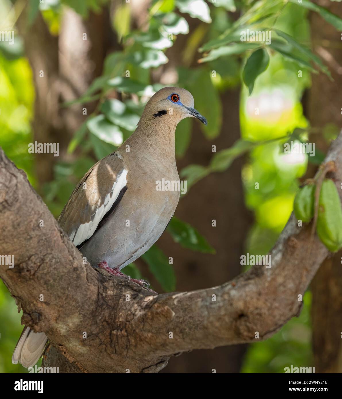 Closeup of White-winged Dove in a tropical tree in Costa Rica Stock Photo