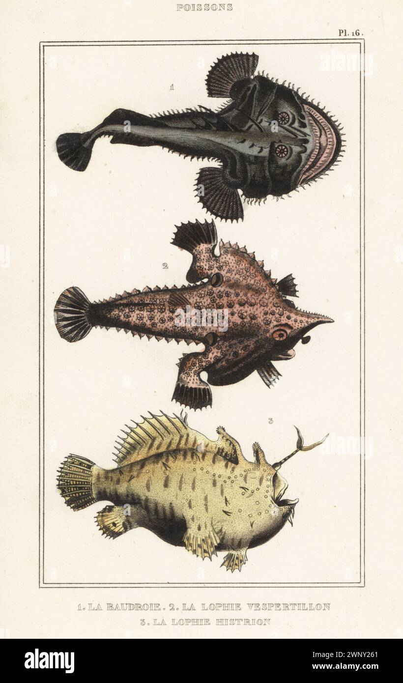 Anglerfish or monkfish, Lophius piscatorius 1, Brazilian batfish, Ogcocephalus vespertilio 2, and sargassum or frog fish, Histrio histrio 3. La baudroie, la lophie vespertilion, Lophius vespertilio, la lophie histrion, Lophius histrio. Handcoloured stipple engraving from le Comte de la Cépède’s Oeuvres du comte de Lacépède, comprenant l’histoire naturelle des poissons, Paris, circa 1850. The uncredited illustrations were copied from originals by Jacques de Seve, Marcus Bloch, Robert Benard, Jean-Gabriel Pretre, etc. Stock Photo