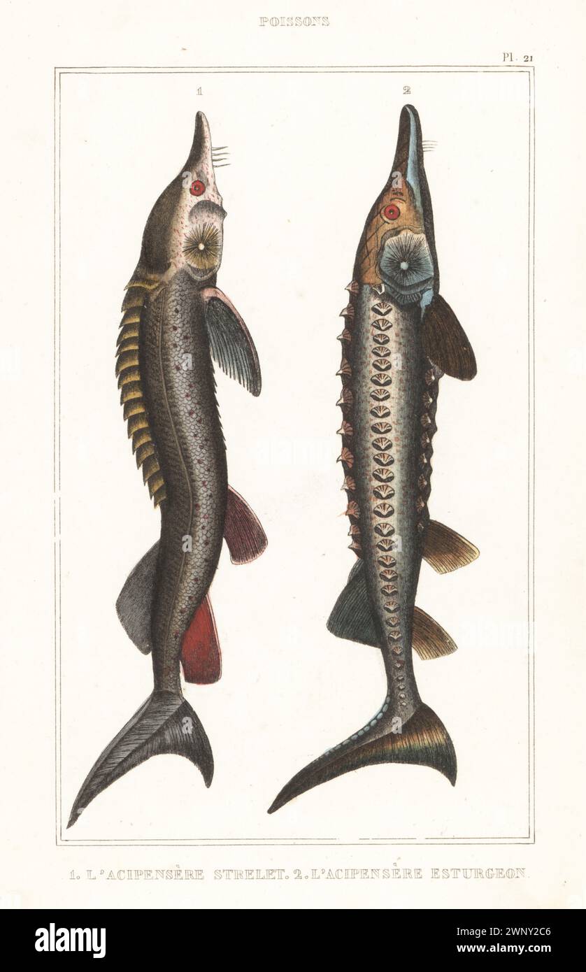 Acipenser ruthenus hires stock photography and images Alamy