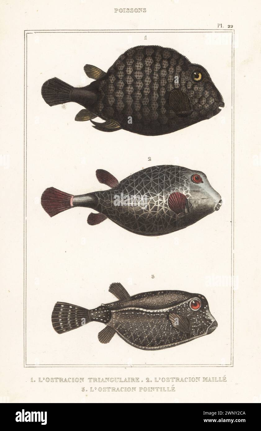 Smooth trunkfish, Lactophrys triqueter 1, triangular boxfish, Tetrosomus concatenatus 2, and spotted boxfish, Ostracion meleagris 3. L'ostracion triangulaire, O. triqueter, maillé, O. concetantus, pointillé, O. punctatus. Handcoloured stipple engraving from le Comte de la Cépède’s Oeuvres du comte de Lacépède, comprenant l’histoire naturelle des poissons, Paris, circa 1850. The uncredited illustrations were copied from originals by Jacques de Seve, Marcus Bloch, Robert Benard, Jean-Gabriel Pretre, etc. Stock Photo