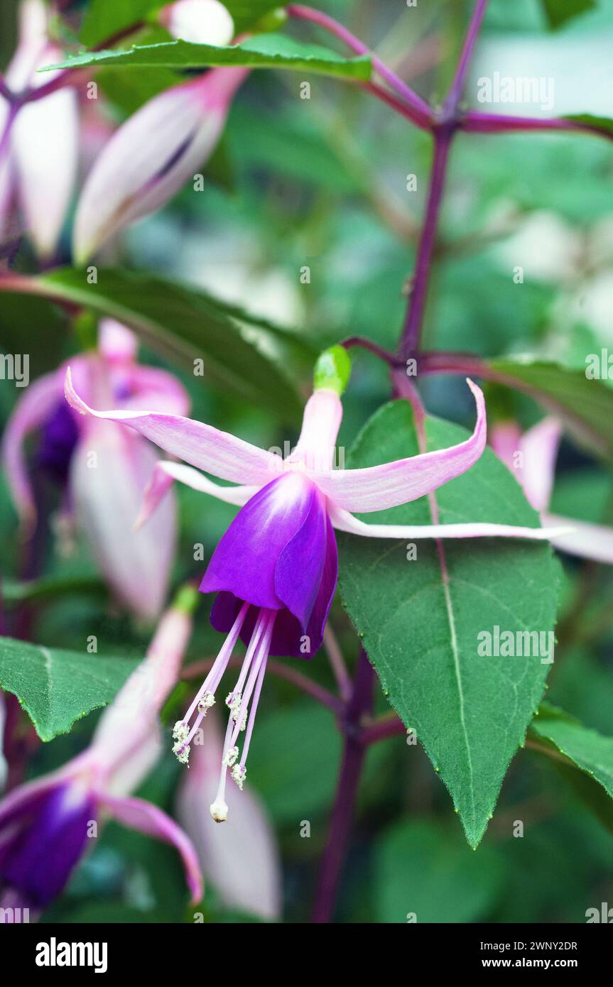 Fuchsia Jollies Macon is a deciduous hardy perennial bush upright fuchsia  Flowers in summer to autumn and has red and purple single type flowers Stock Photo