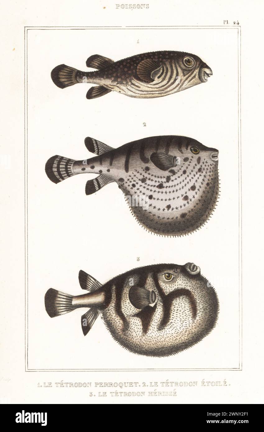 Checkered puffer, Sphoeroides testudineus 1, unknown species 2, and white-spotted puffer fish, Arothron hispidus 3. Le tetrodon perroquet, Tetrodon testudineus, le tetrodon etoile, Tetraodon cinereus, le tetrodon herisse, Tetrodon hispidus. Handcoloured stipple engraving from le Comte de la Cépède’s Oeuvres du comte de Lacépède, comprenant l’histoire naturelle des poissons, Paris, circa 1850. The uncredited illustrations were copied from originals by Jacques de Seve, Marcus Bloch, Robert Benard, Jean-Gabriel Pretre, etc. Stock Photo