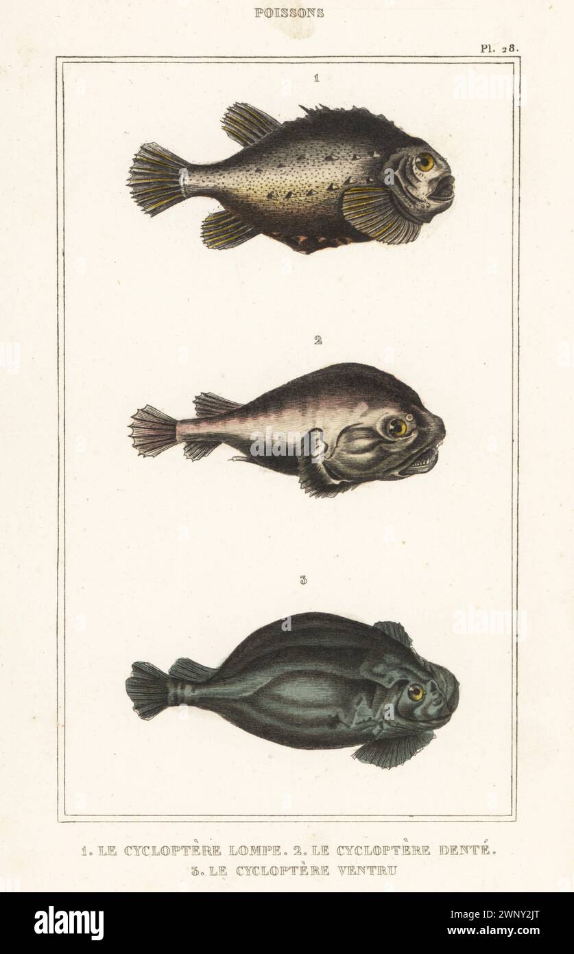 Lumpfish, Cyclopterus lumpus 1, rocksucker or giant clingfish ...