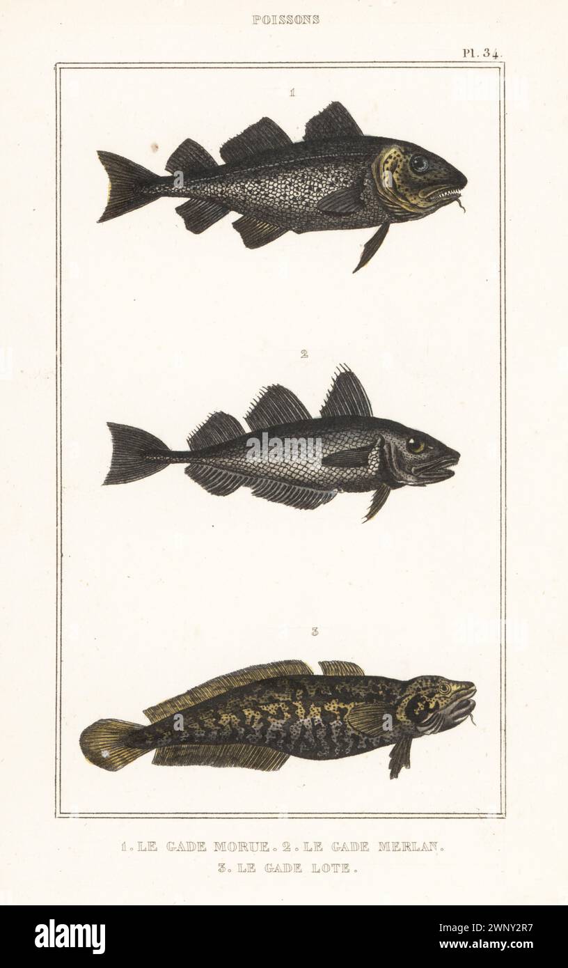 Atlantic cod, Gadus morhua 1, whiting or merling, Merlangius merlangus 2, and burbot, Lota lota 3. Le gade morue, le gade merlan, Gadus merlangus, le gade lote, Gadus lota. Handcoloured stipple engraving from le Comte de la Cépède’s Oeuvres du comte de Lacépède, comprenant l’histoire naturelle des poissons, Paris, circa 1850. The uncredited illustrations were copied from originals by Jacques de Seve, Marcus Bloch, Robert Benard, Jean-Gabriel Pretre, etc. Stock Photo