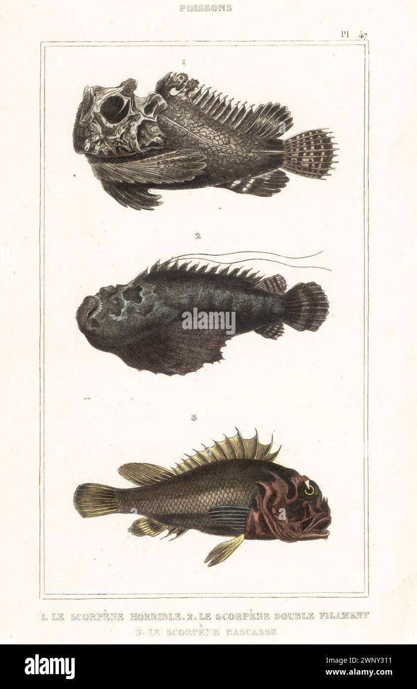 Estuarine stonefish, Synanceia horrida 1,3, and reef stonefish, Synanceia verrucosa 2. Le scorpene horrible, Scorpaena horrida, le scorpene double filament, Scorpaena bicirrata, le scorpene rascasse, Scorpaena rascassa. Handcoloured stipple engraving from le Comte de la Cépède’s Oeuvres du comte de Lacépède, comprenant l’histoire naturelle des poissons, Paris, circa 1850. The uncredited illustrations were copied from originals by Jacques de Seve, Marcus Bloch, Robert Benard, Jean-Gabriel Pretre, etc. Stock Photo