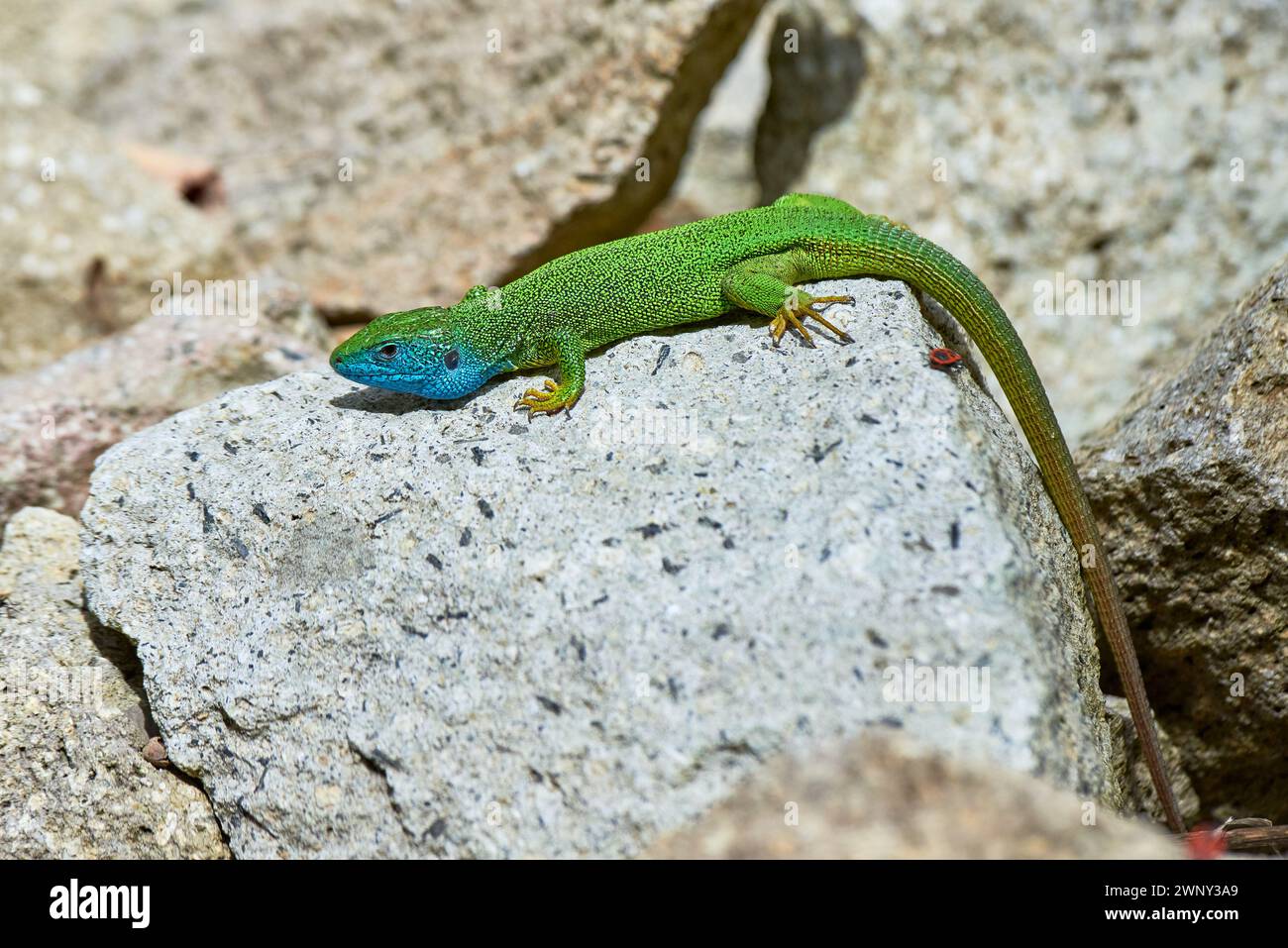 European green lizard male sunbathing on the rock (Lacerta viridis ...