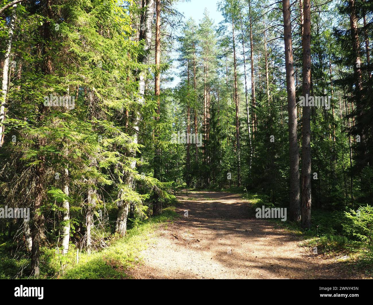 Picea spruce, a genus of coniferous evergreen trees in the pine family Pinaceae. Coniferous forest in Karelia. Spruce branches and needles. The Stock Photo