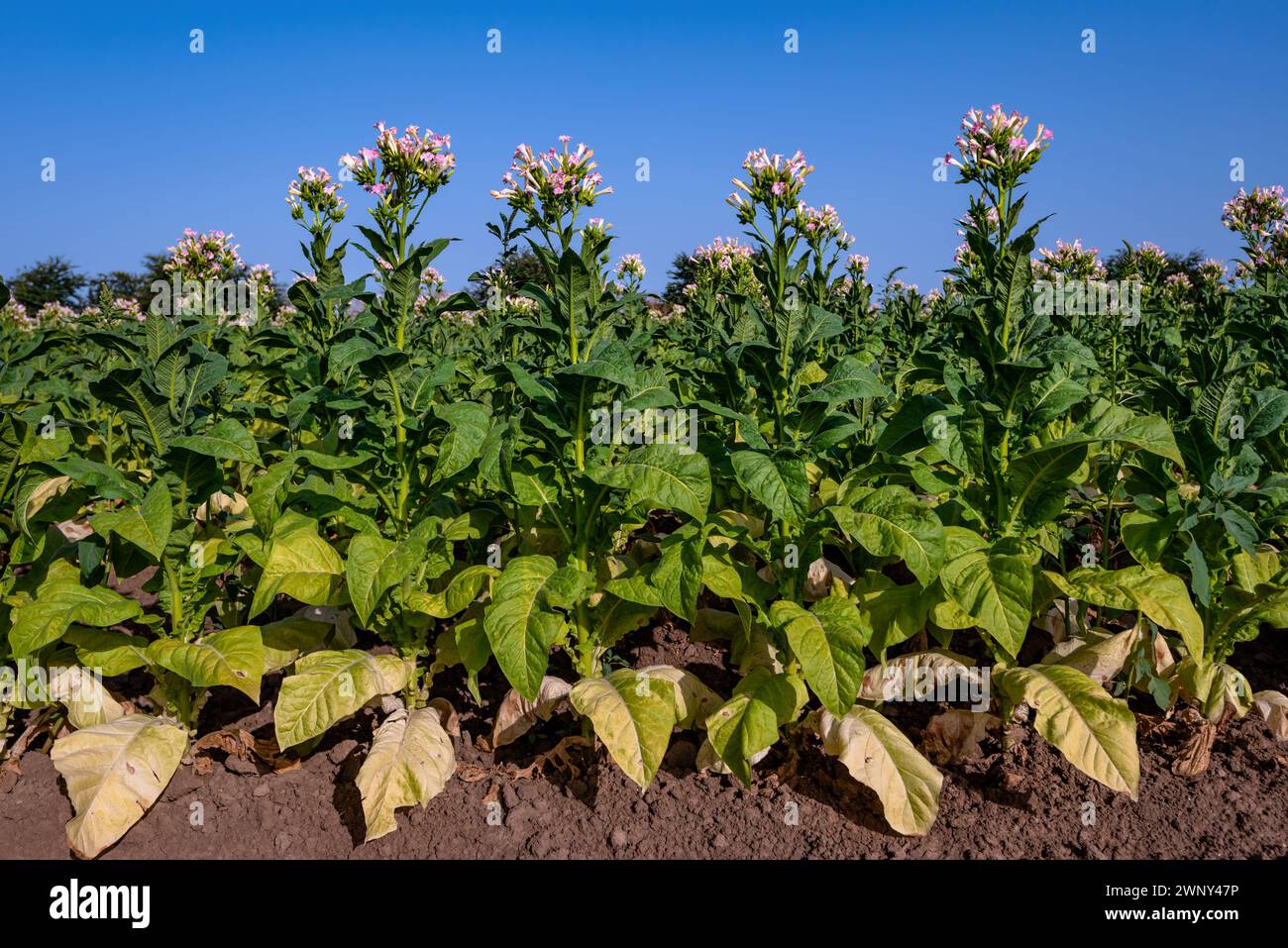 ripe tobacco leaf Tobacco plant nicotiana flower hi-res stock photography and images