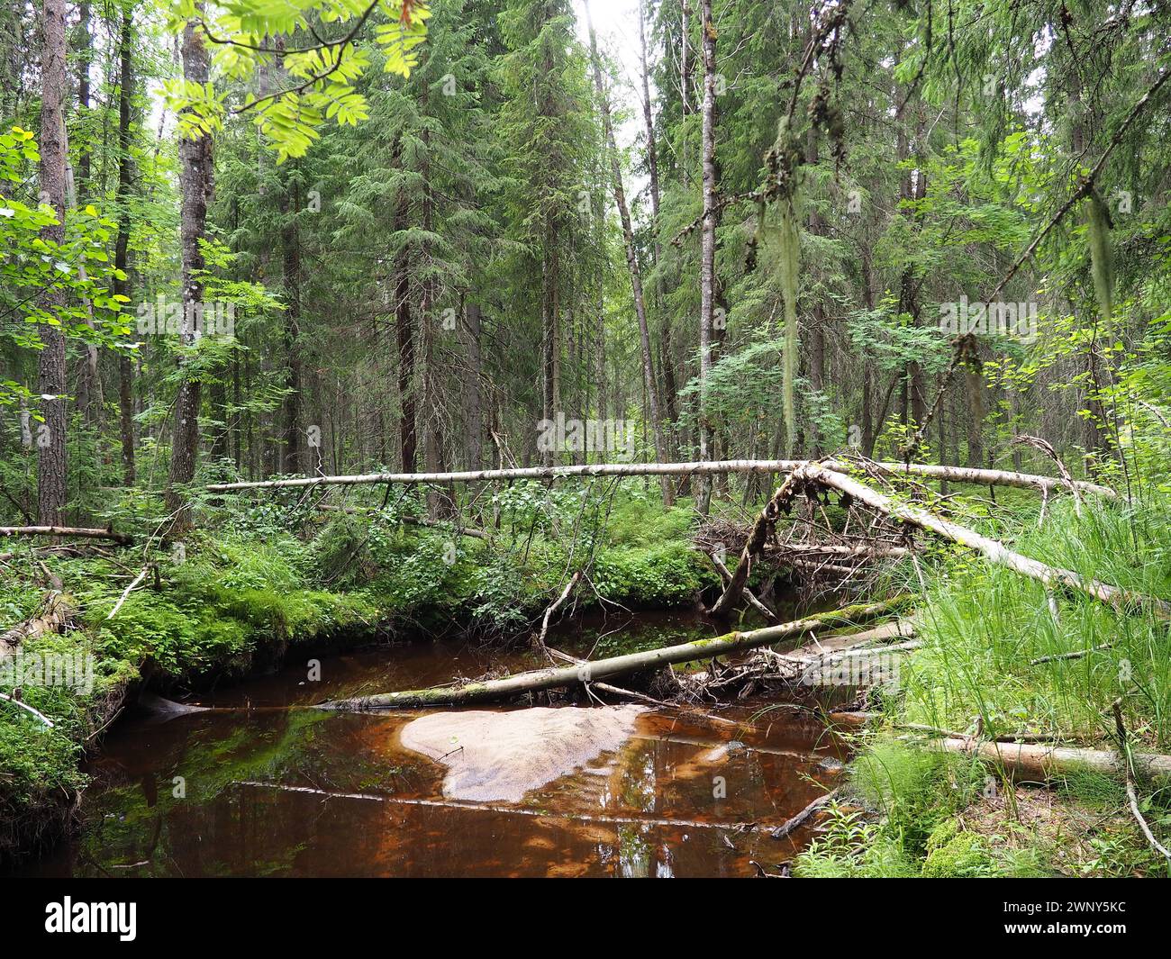 Taiga biome dominated by coniferous forests. Picea spruce, coniferous evergreen trees in the Pine family Pinaceae. Russia, Karelia. Forest river Stock Photo