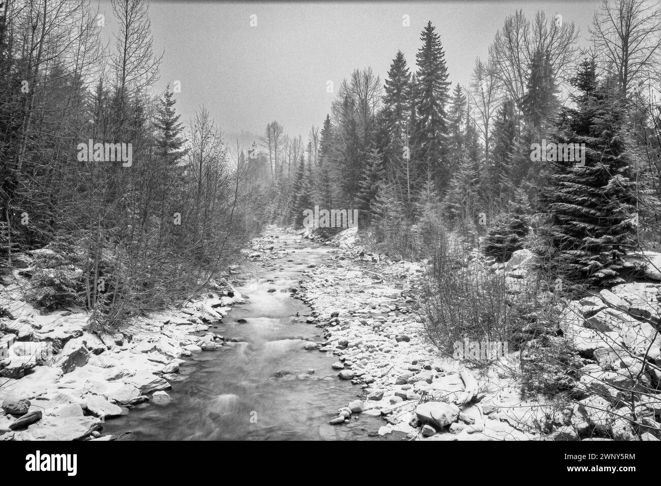 Black and white, monochromatic photo of a flowing Cheakamus River with forest during a snowfall in Whistler, British Columbia, Canada. Stock Photo