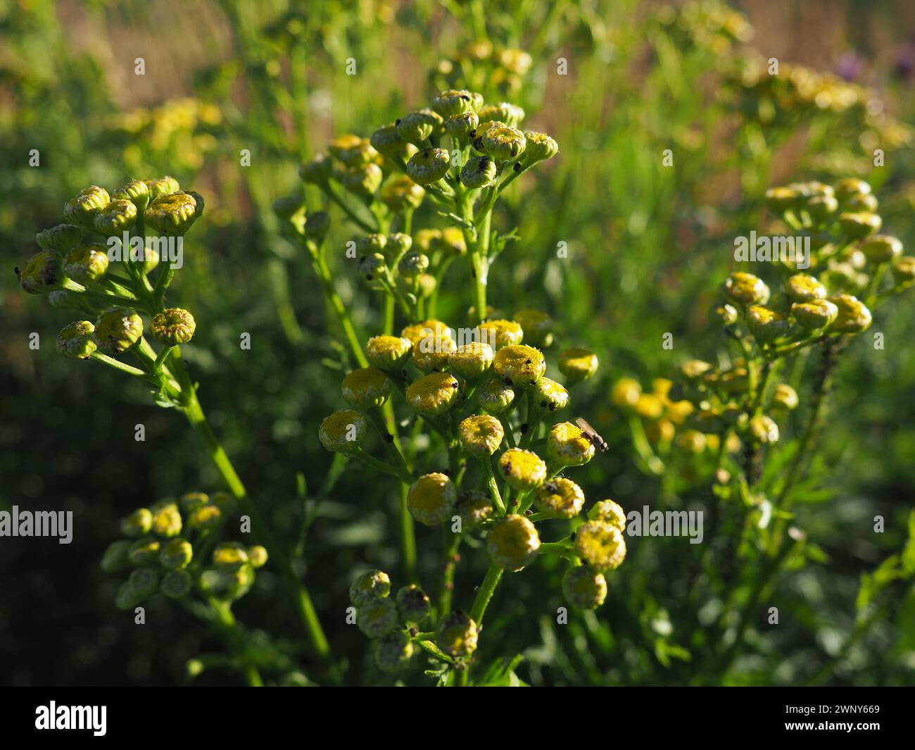 Tansy, Tanacetum, a genus of perennial herbaceous plants and shrubs of the Asteraceae family. Several tansy plants like a bouquet. Lawn with wild Stock Photo