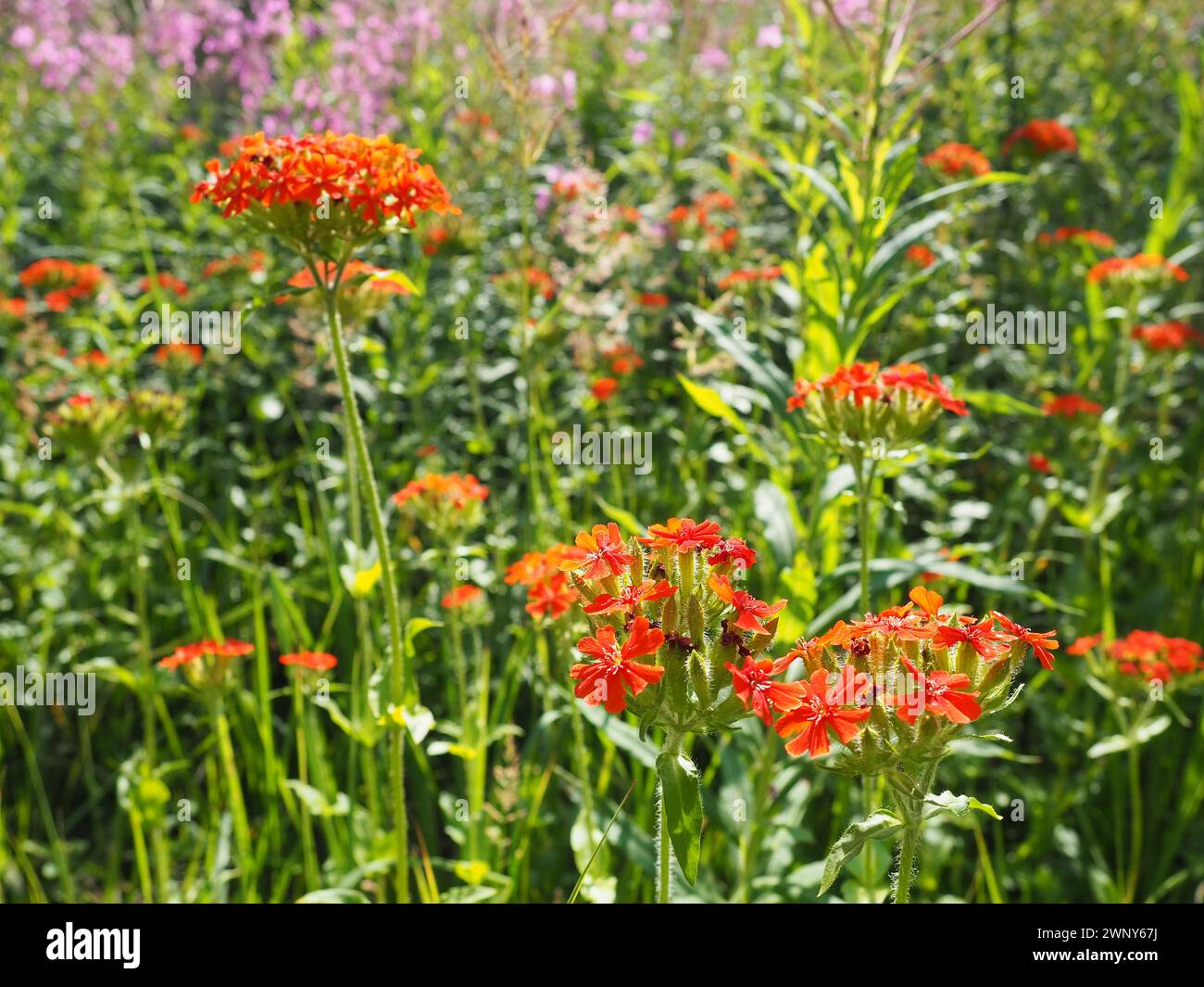 Common Zorka or Lychnis chalcedonica is a species of dicotyledonous flowering plant in the genus Lychnis of the family Caryophyllaceae. Red meadow Stock Photo