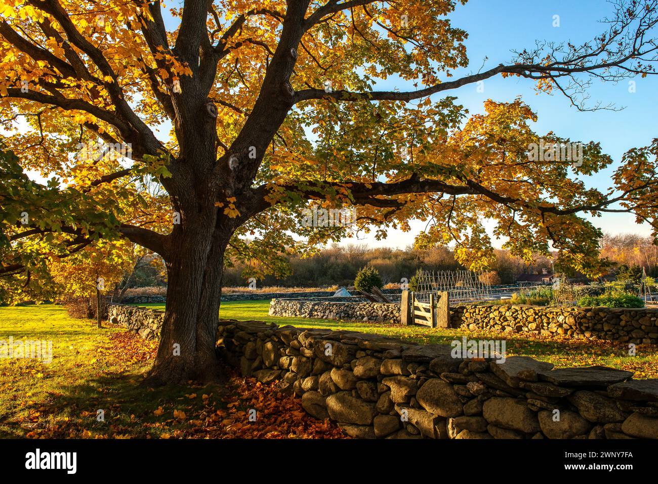 New england foliage hi-res stock photography and images - Alamy