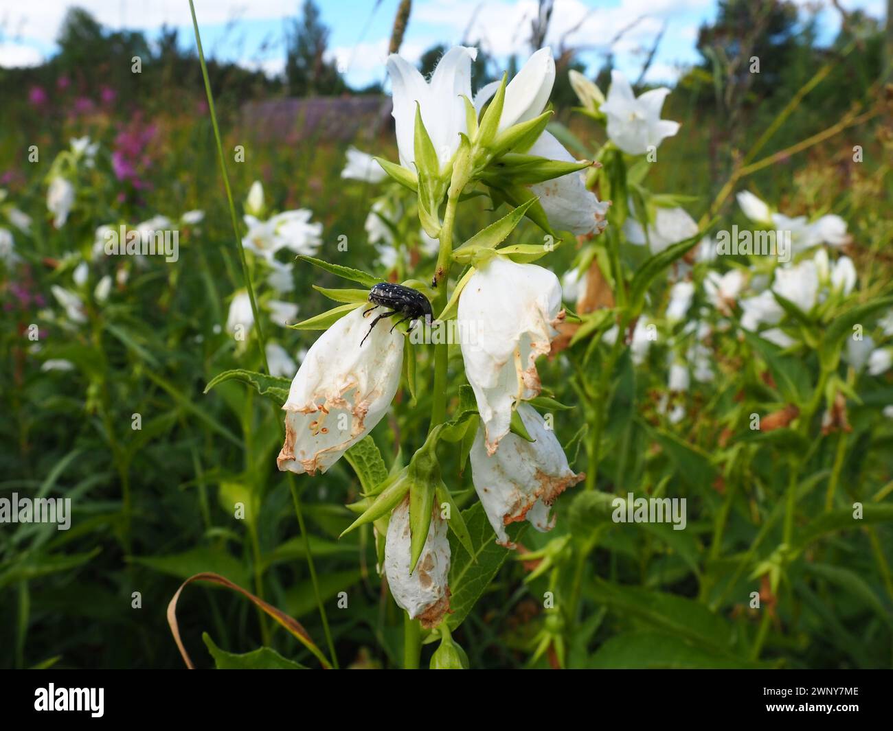 Campanula latifolia is a type species of the genus Bellflower family. Perennial herbaceous plant of meadows, fields, forests. Karelia taiga. Black Stock Photo