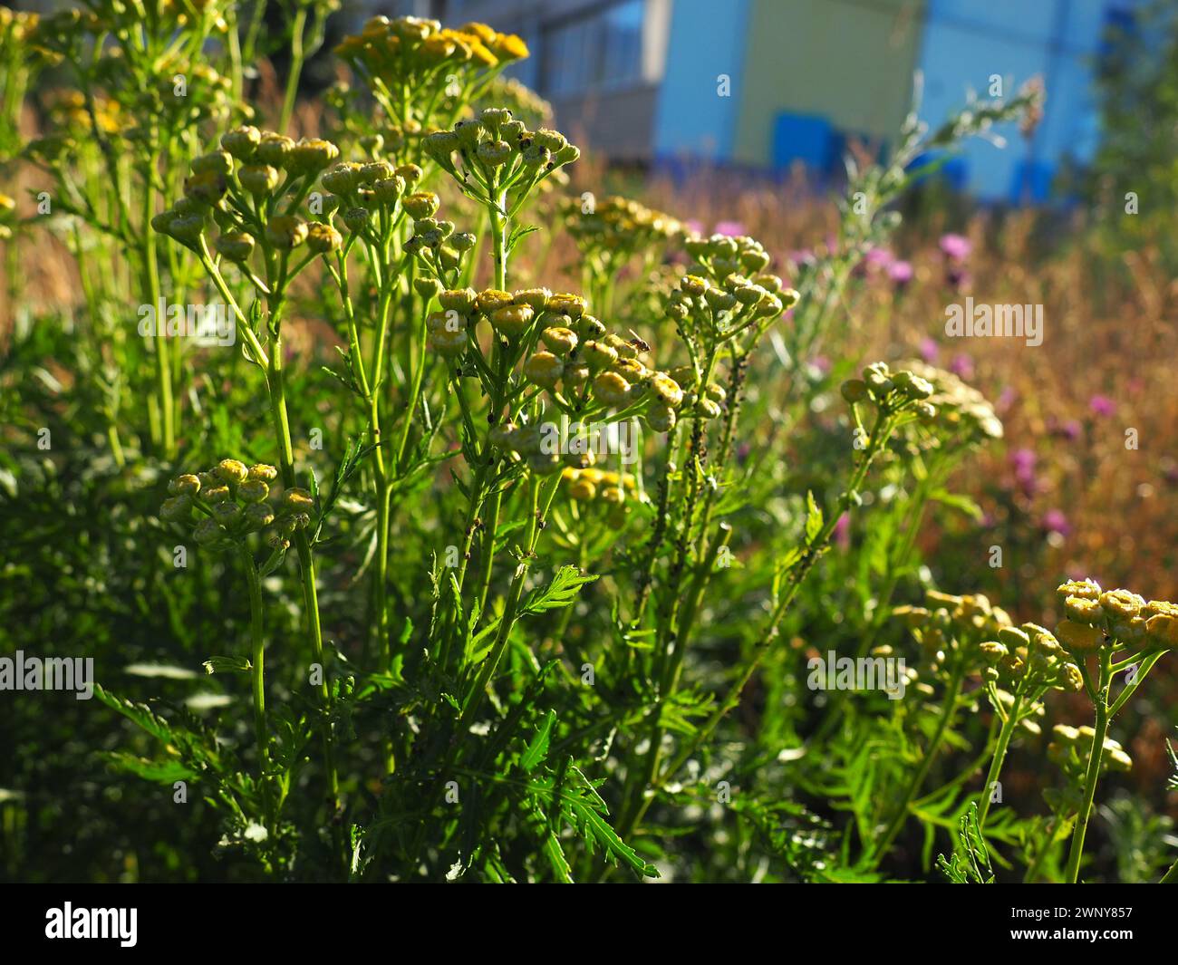 Tansy, Tanacetum, a genus of perennial herbaceous plants and shrubs of the Asteraceae family. Several tansy plants like a bouquet. Lawn with wild Stock Photo