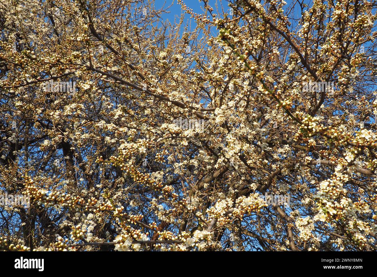 Blossoming of cherries, sweet cherries and bird cherry. Numerous beautiful fragrant white flowers on the tree. Spring white flowers are collected in Stock Photo