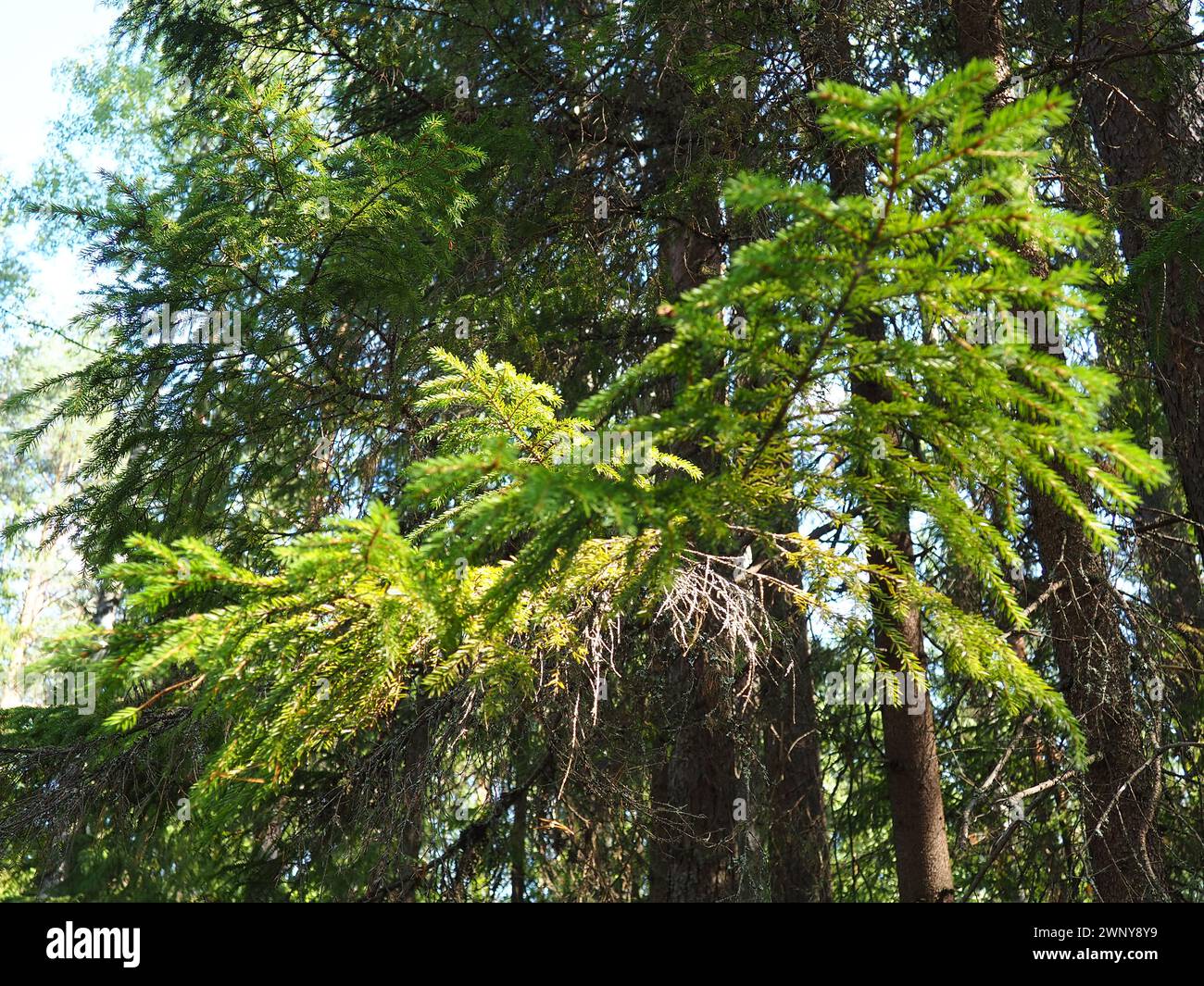 Picea spruce, a genus of coniferous evergreen trees in the pine family Pinaceae. Coniferous forest in Karelia. Spruce branches and needles. The Stock Photo