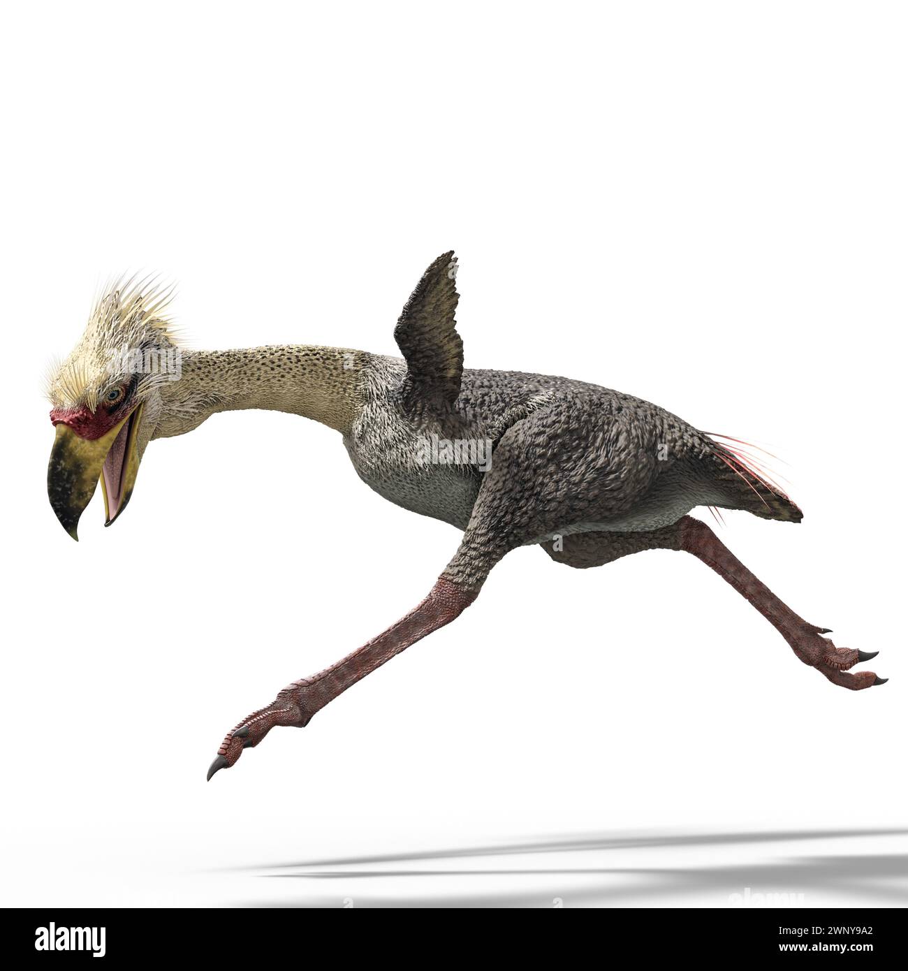 Phorusrhacos is an extinct genus of giant flightless terror birds that inhabited South America during the Miocene Stock Photo