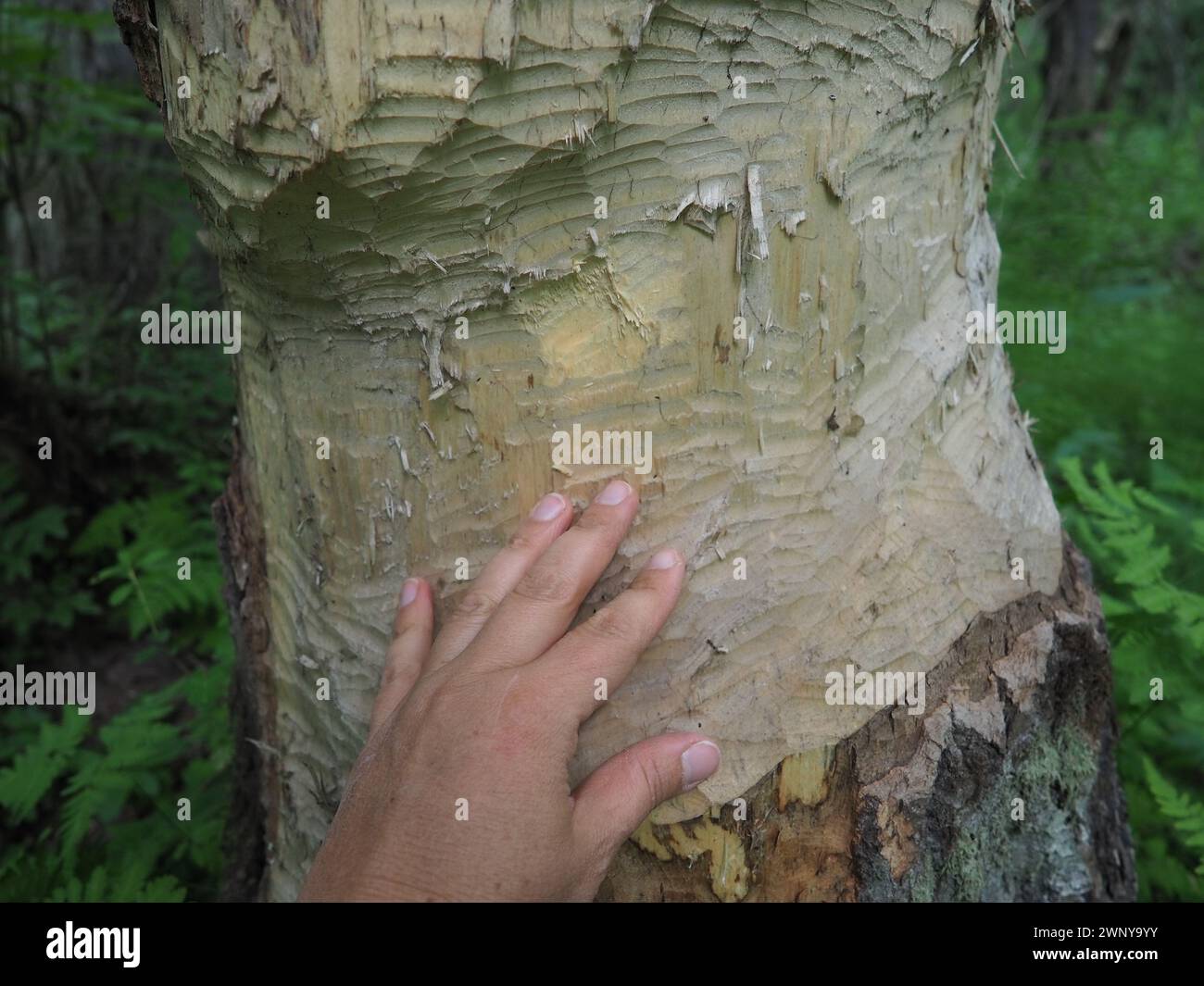 Tree Bark Fish A tree gnawed by a beaver. Damaged bark and wood. The work of a beaver ...