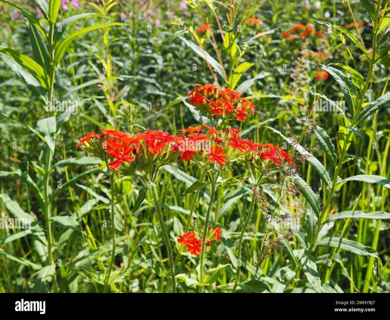 Common Zorka or Lychnis chalcedonica is a species of dicotyledonous flowering plant in the genus Lychnis of the family Caryophyllaceae. Red meadow Stock Photo