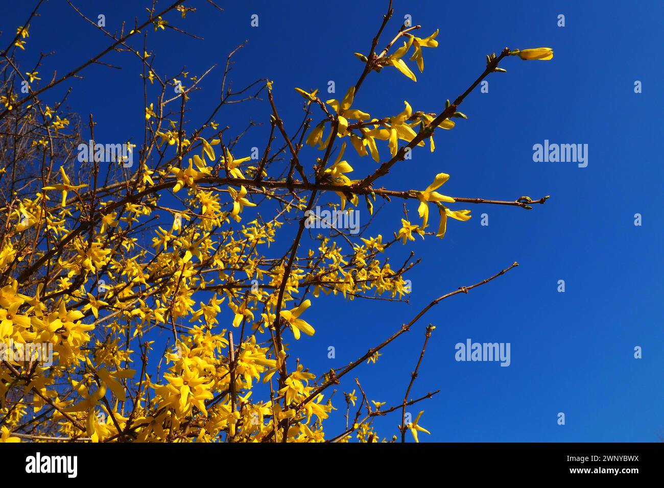 Forsythia is a genus of shrubs and small trees of the Olive family. Numerous yellow flowers on branches and shoots against a blue sky. Lamiaceae Olive Stock Photo