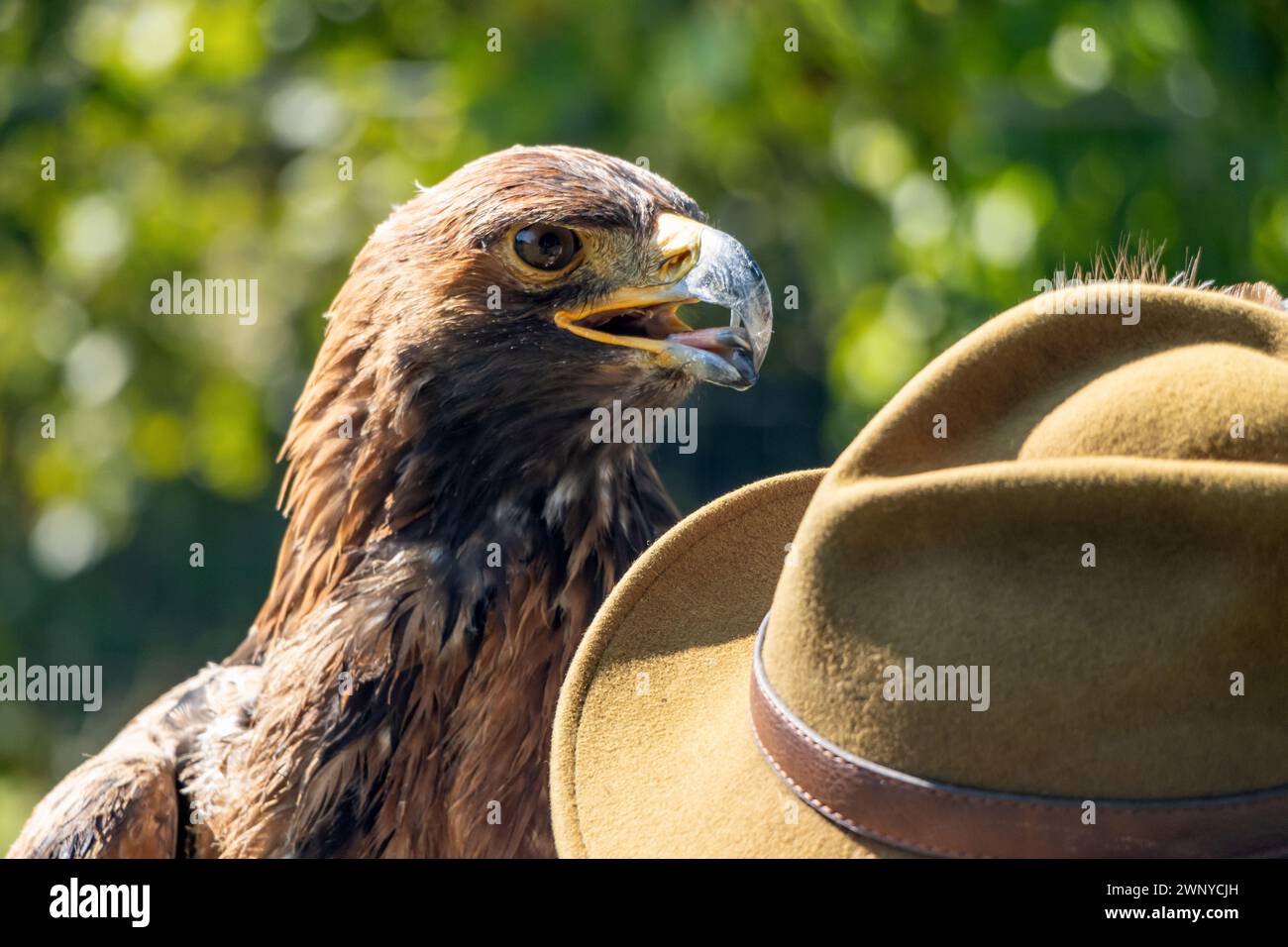 A Golden Eagle (Aquila chrysaetos) with a hat his breeder Stock Photo