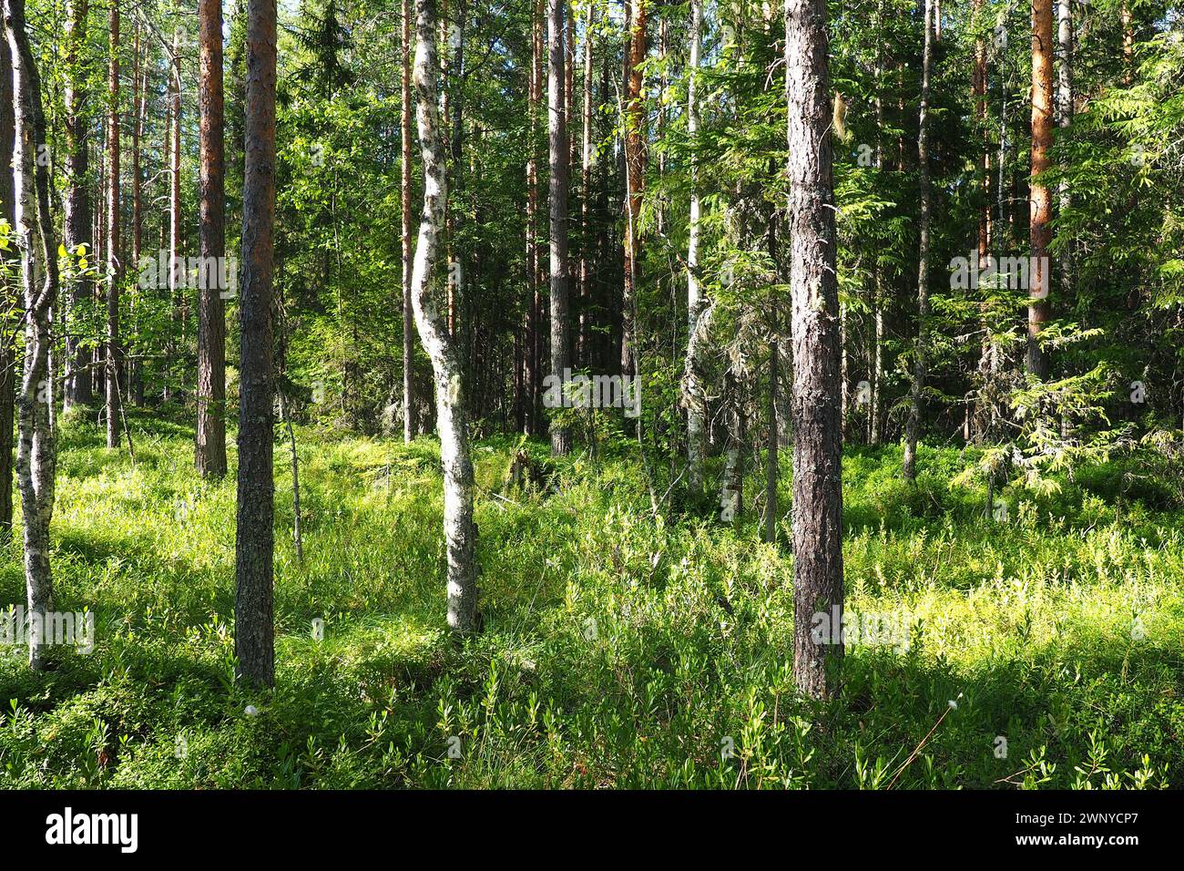 Taiga biome dominated by coniferous forests. Picea spruce, genus of coniferous evergreen trees in the Pine family Pinaceae. Russia, Karelia, Orzega Stock Photo
