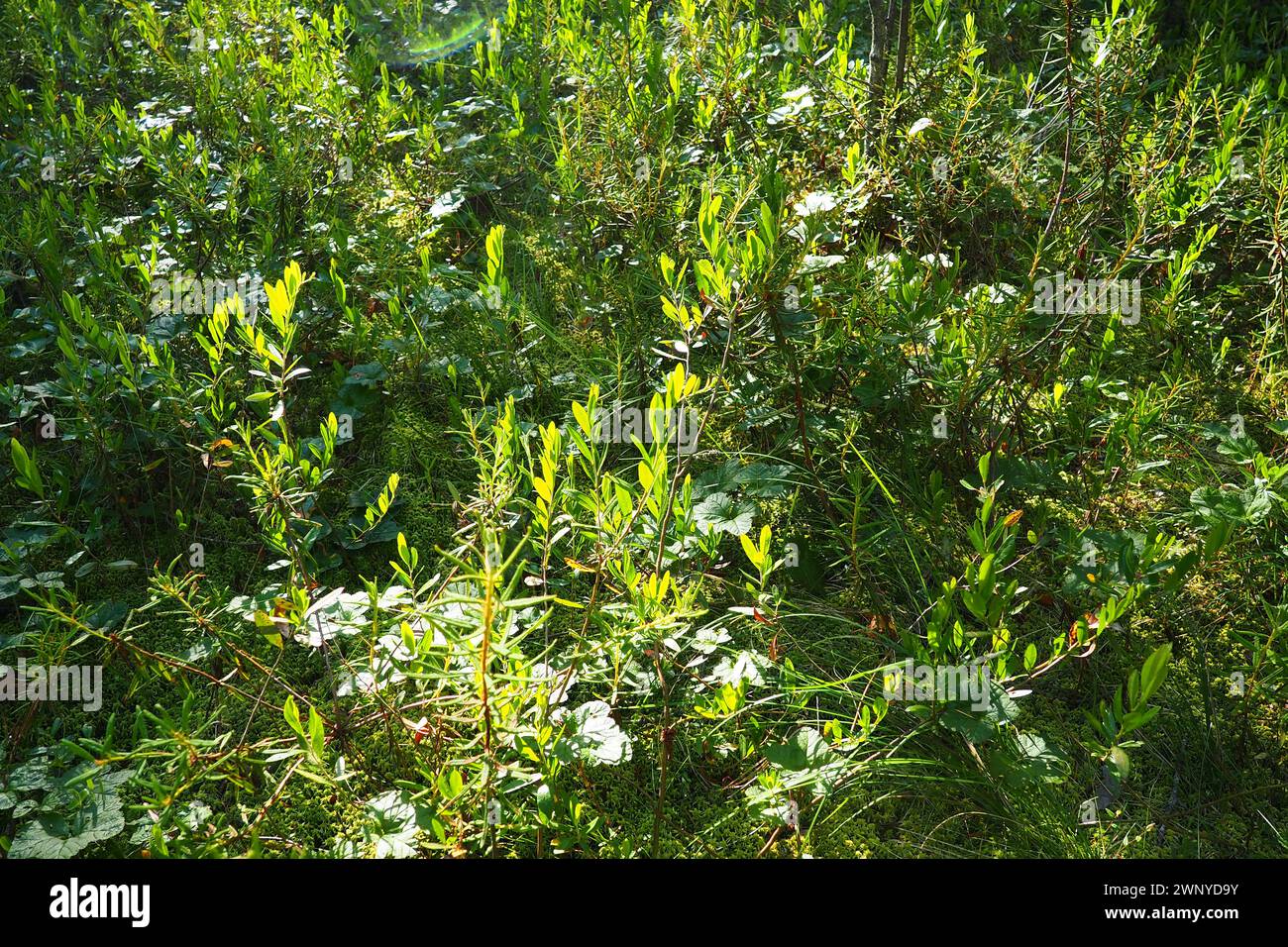 Hamedafne, or Hamedafna Chamaedaphne is a monotypic genus of perennial plants of the Heather family Ericaceae. Chamaedaphne calyculata - Hamedafne Stock Photo