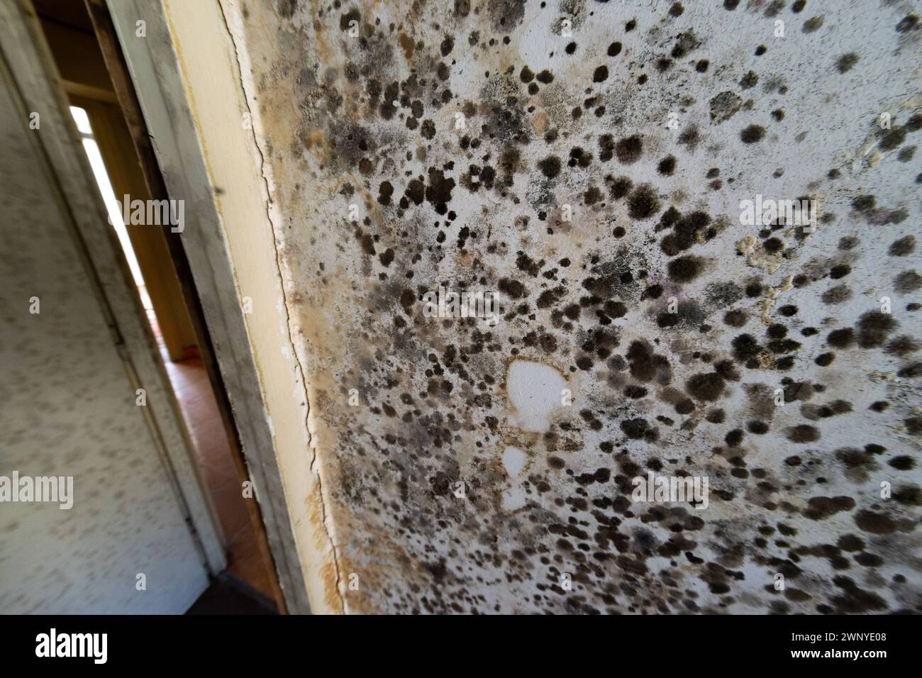 Bucharest, Romania - 4th Mar, 2024: Walls deeply affected by mold in a multi-family housing block, built in the 50s, in Baltagului street no. 17, sector 5, where the Capital City Hall begins the consolidation works, with funds from the National Recovery and Resilience Plans PNRR. The resistance structure of the building is deeply affected and will be consolidated and rehabilitated by the Municipal Administration for the Consolidation of Seismic Risk Buildings. Credit: Lucian Alecu/Alamy Live Stock Photo