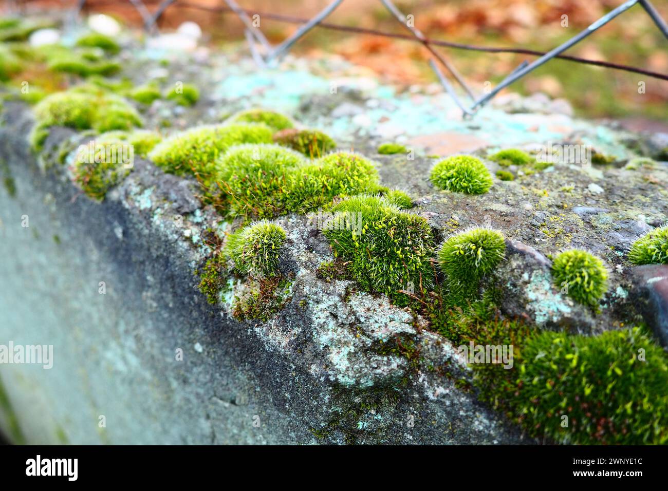 Mossy higher plants or bryophytes. The theme of bryology, the science of mosses. Damp concrete covered with a bright green moss carpet. Beautiful Stock Photo