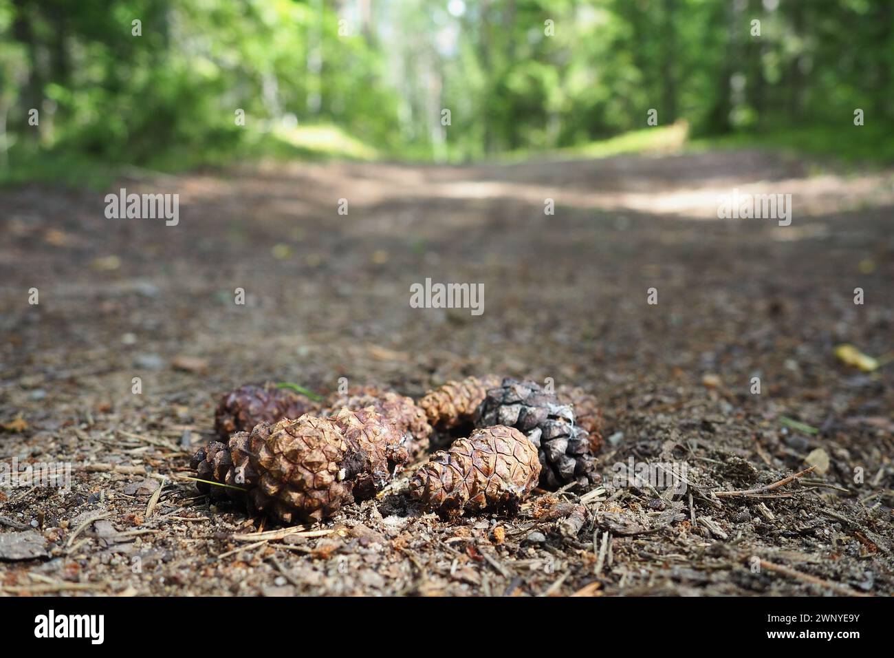 Old growth pine forest hi-res stock photography and images - Alamy