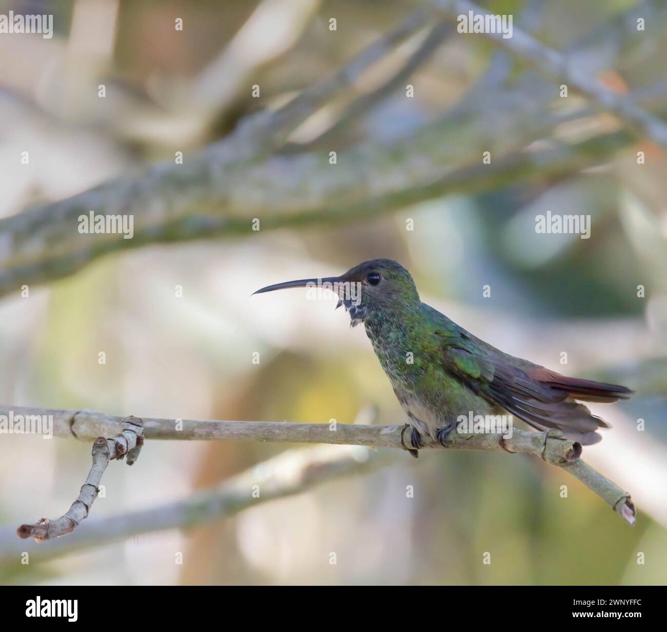 Close up of Rufous-tailed Hummingbird on a branch in Cartago Costa Rica Stock Photo