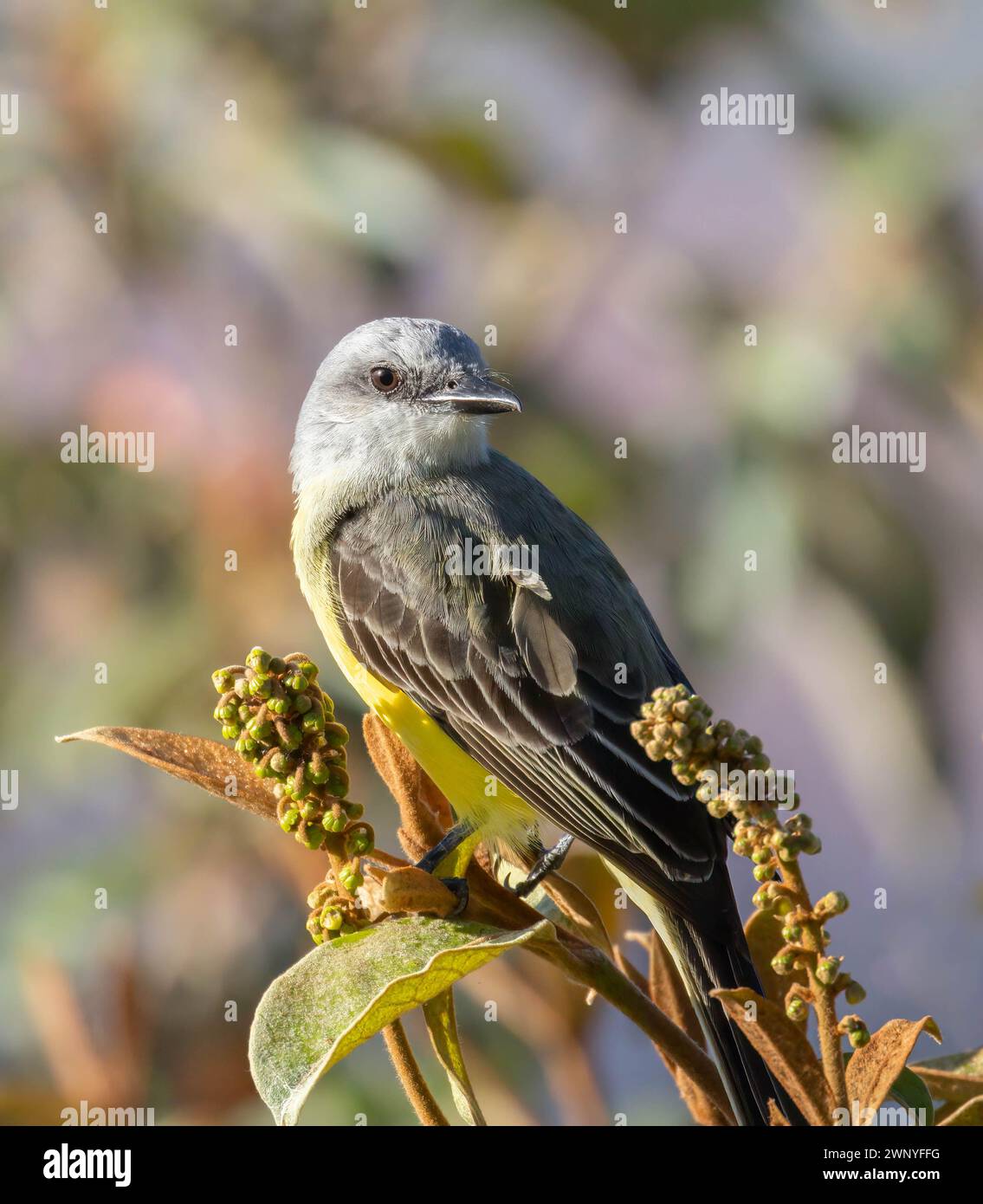 Tropical Kingbird perching on a tropical plant in Costa Rica Stock Photo