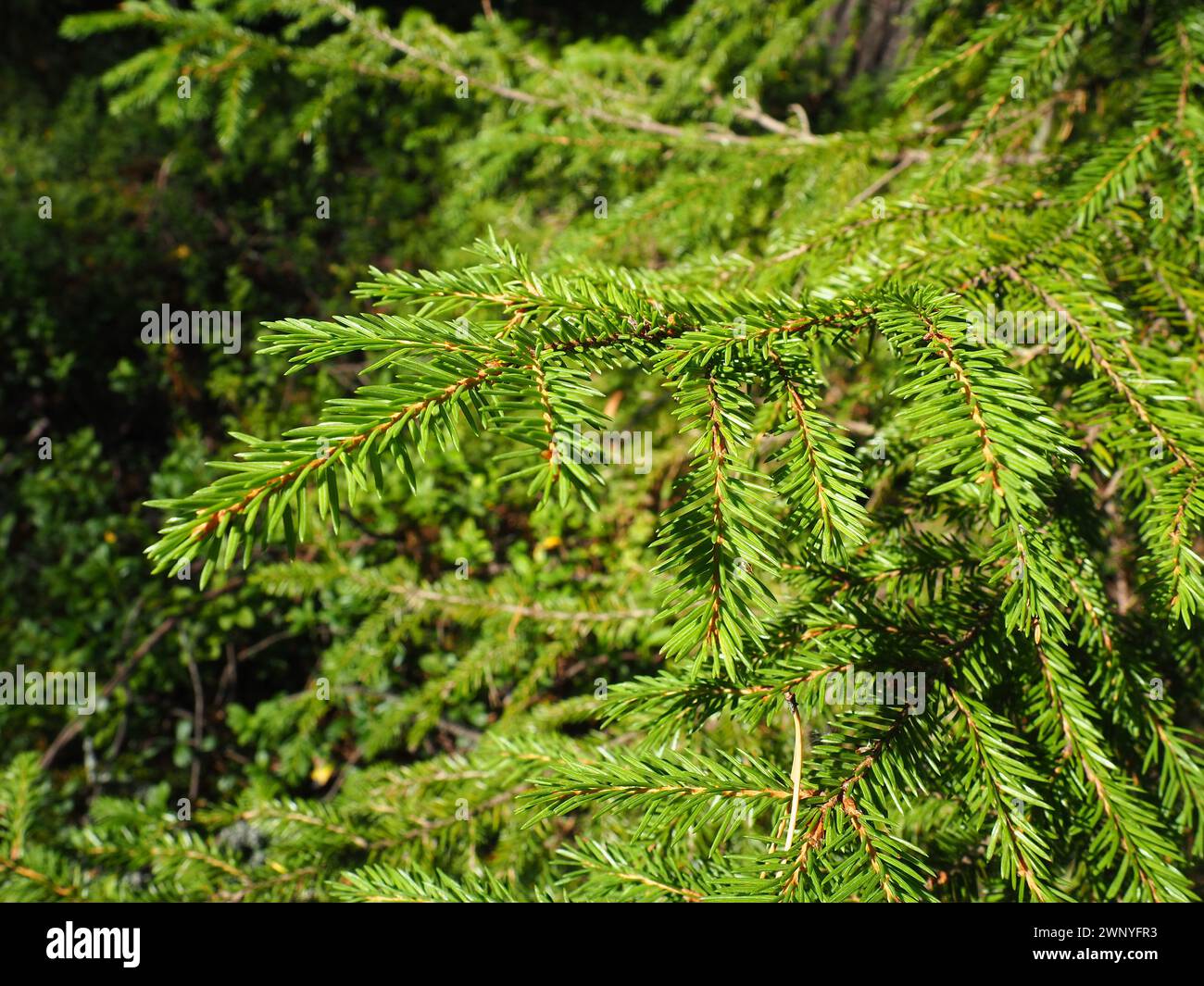 Picea spruce, a genus of coniferous evergreen trees in the pine family Pinaceae. Coniferous forest in Karelia. Spruce branches and needles. The Stock Photo