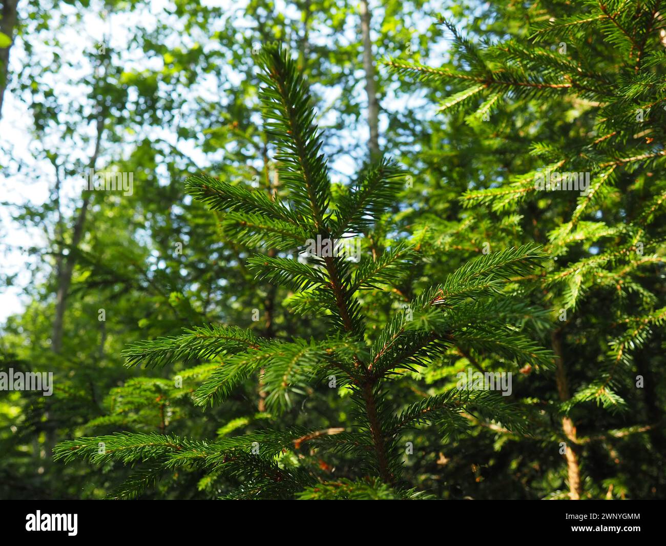 Picea spruce, a genus of coniferous evergreen trees in the pine family Pinaceae. Coniferous forest in Karelia. Spruce branches and needles. The Stock Photo
