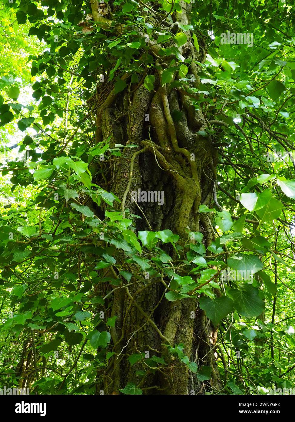 Creepers on tree branches in a European forest. Serbia, Fruska Gora ...