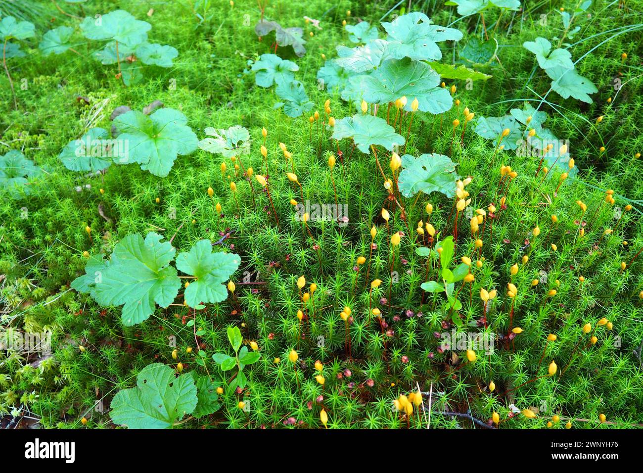 Cloudberry Rubus chamaemorus is a species of perennial herbaceous plants of the Rubus genus of the Rosaceae family. Green leaves in the swamp Stock Photo