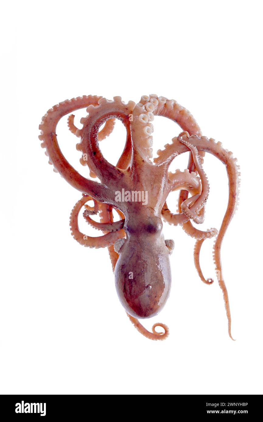 Octopus on a white background Stock Photo - Alamy