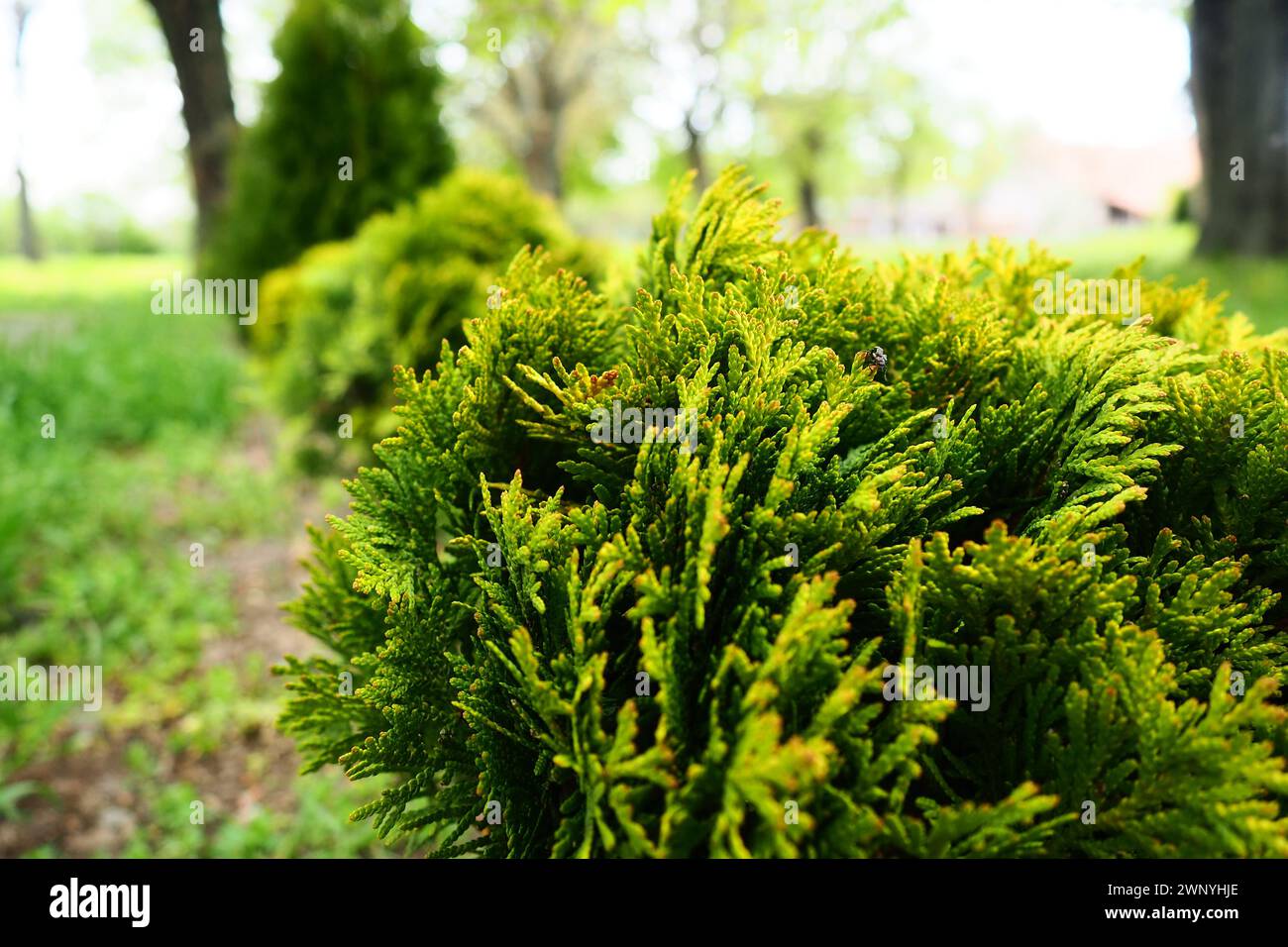 Sheared thuja on the lawn. Shaping the crown of thuja. Garden and park. Floriculture and horticulture. Landscaping of urban and rural areas. Yellow Stock Photo
