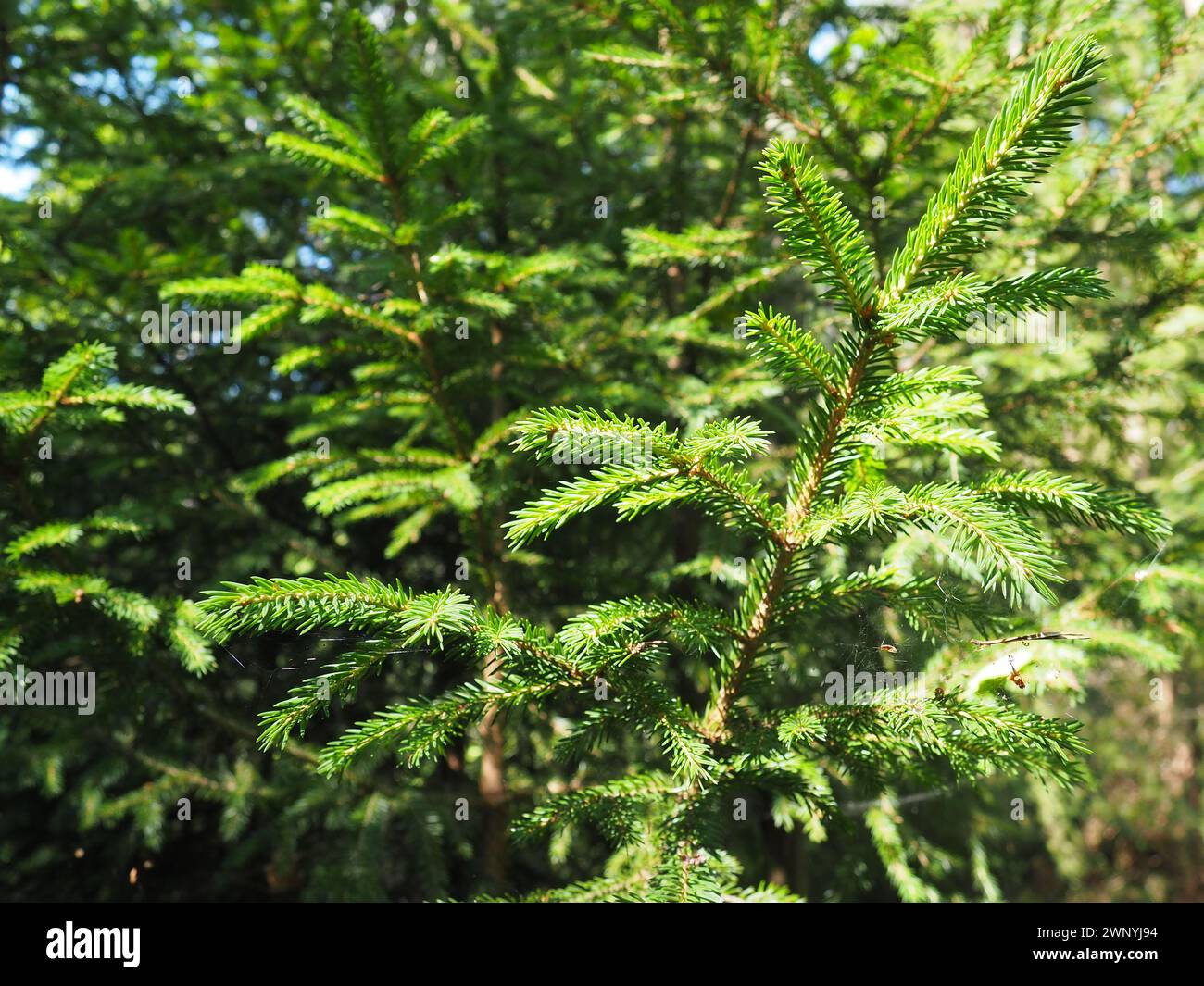 Picea spruce, a genus of coniferous evergreen trees in the pine family Pinaceae. Coniferous forest in Karelia. Spruce branches and needles. The Stock Photo