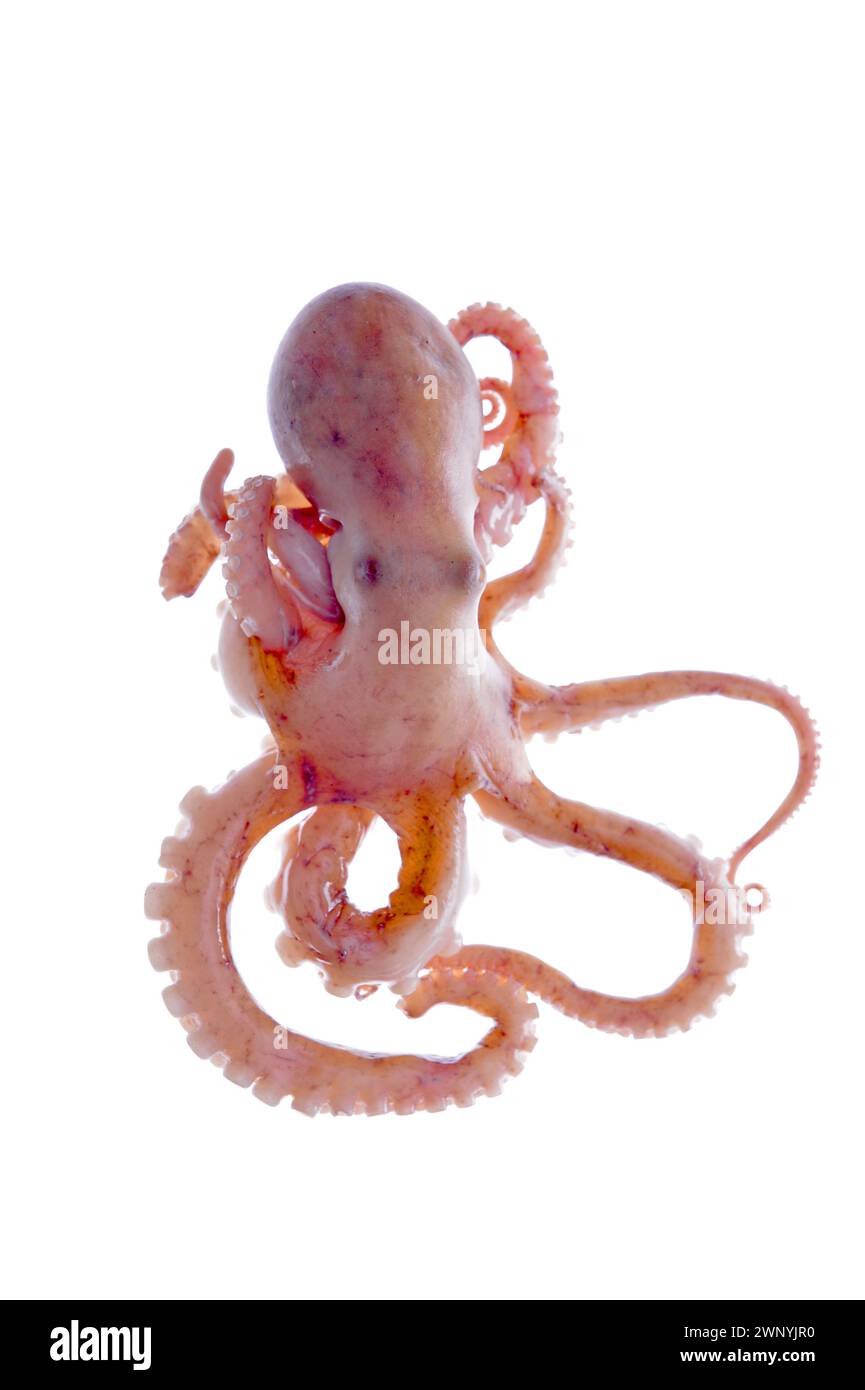 Octopus on a white background Stock Photo - Alamy